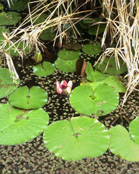 Lilly Pad photo